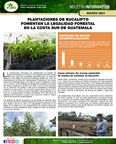 plantaciones de eucalipto