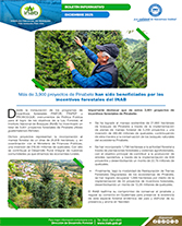 Boletín Pinabete Incentivado Portada web