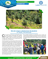 Boletín plantaciones de pinabete en Tecpán web Portada web