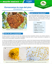 PORTADA WEB Boletín roya del pino